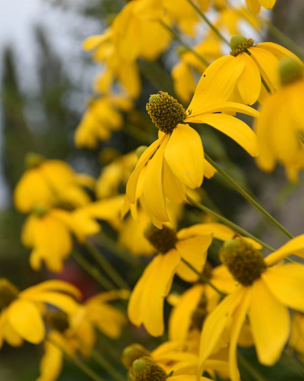 Rudbeckia 'Herbstsonne'