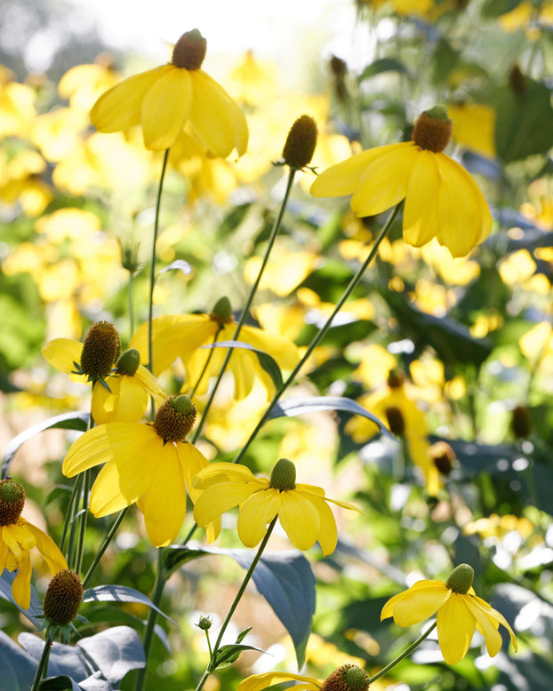 Rudbeckia 'Herbstsonne'