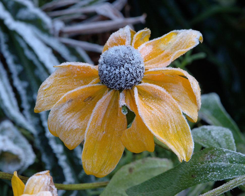 Rudbeckia 'Herbstsonne'