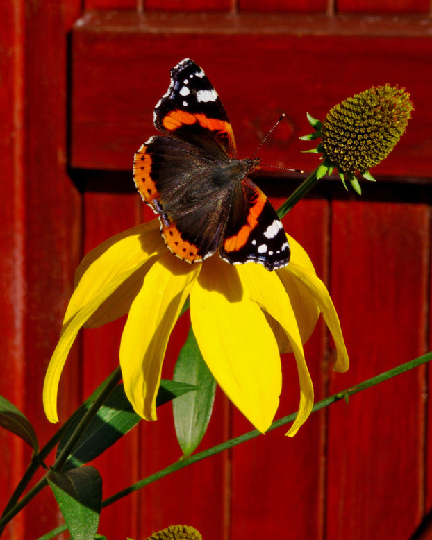 Rudbeckia 'Herbstsonne'