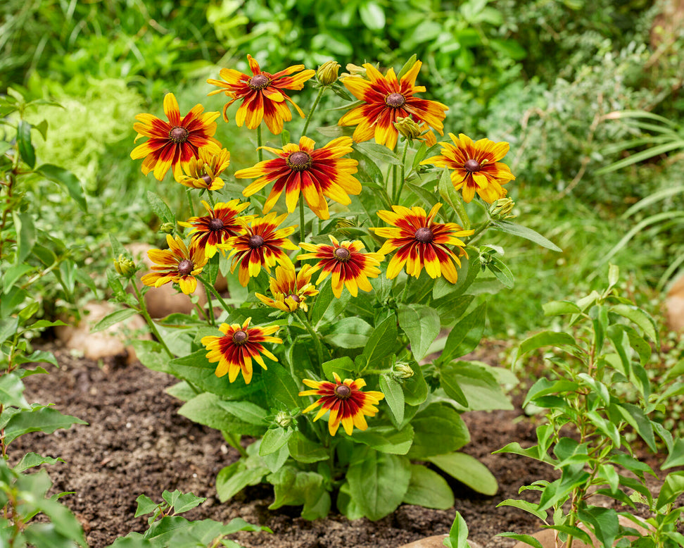 Rudbeckia 'MiniBeckia Flame'
