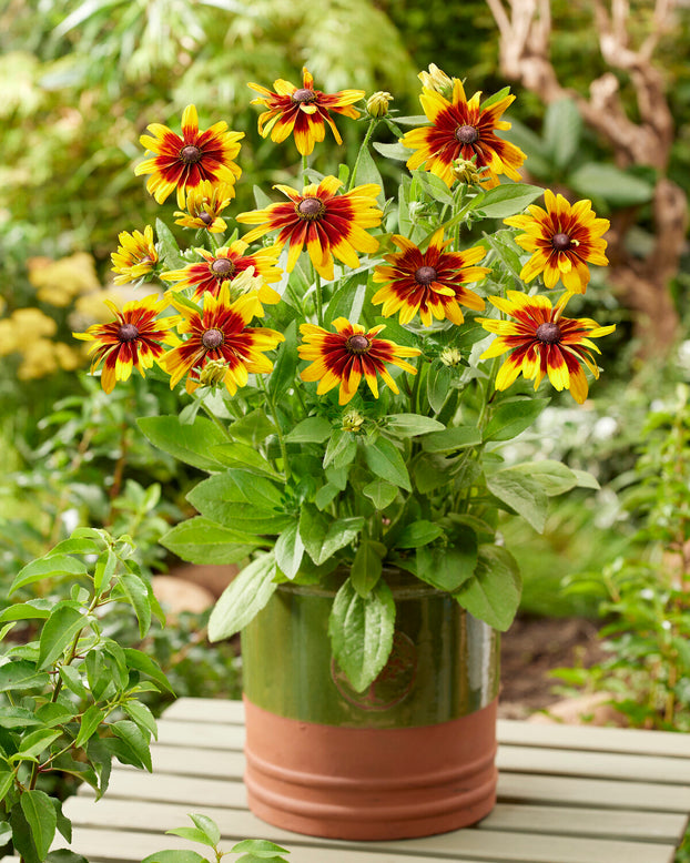 Rudbeckia 'MiniBeckia Flame'