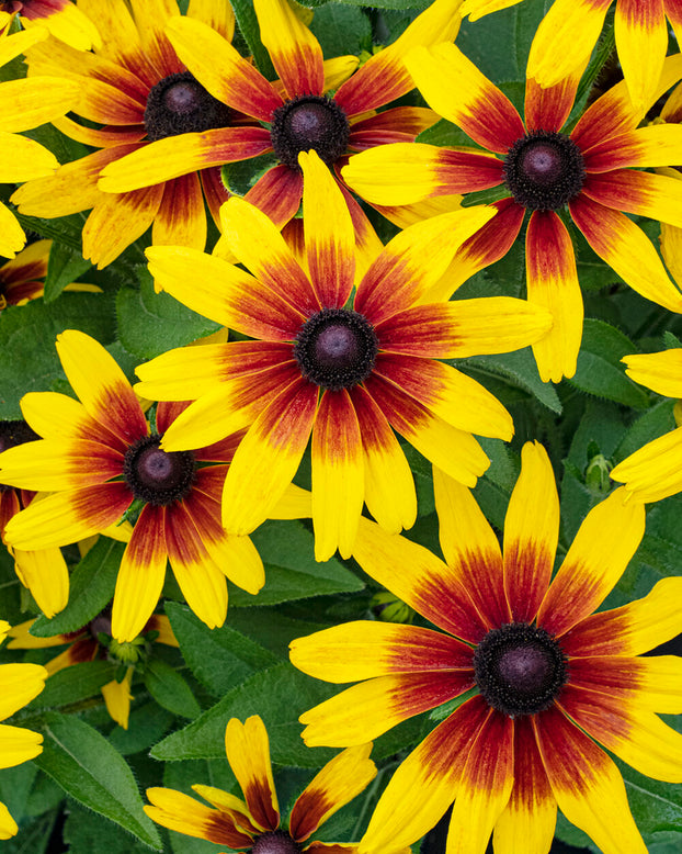 Rudbeckia 'MiniBeckia Flame'