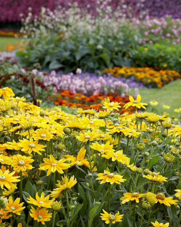 Rudbeckia 'Prairie Sun'