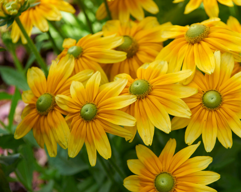 Rudbeckia 'Prairie Sun'