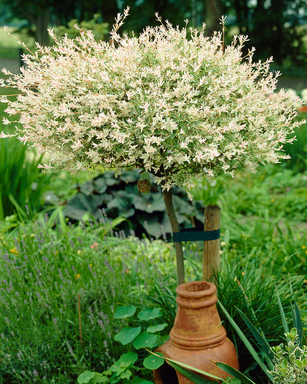 Salix 'Hakuro-nishiki'
