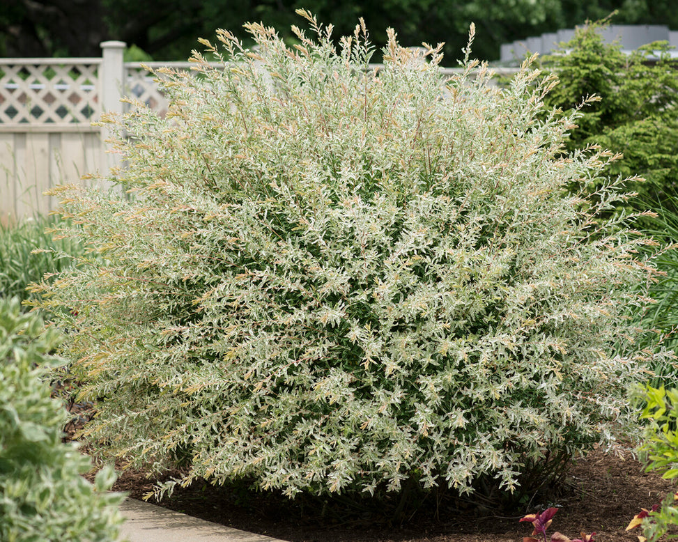 Salix 'Hakuro-nishiki'