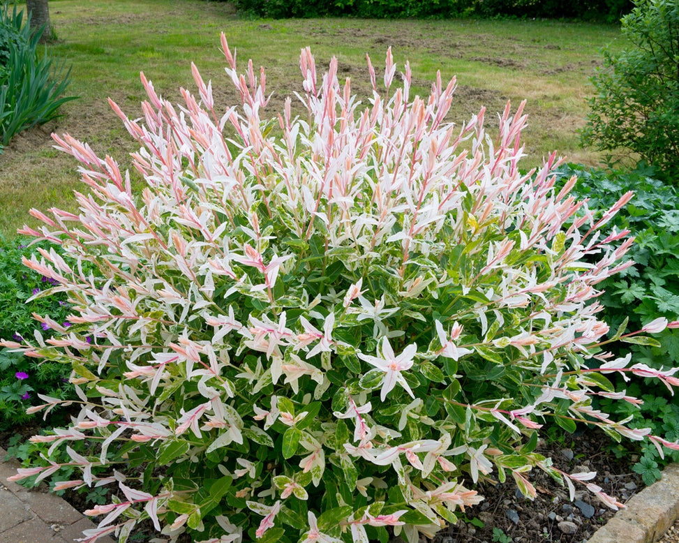 Salix 'Hakuro-nishiki'