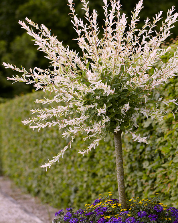 Salix 'Hakuro-nishiki'