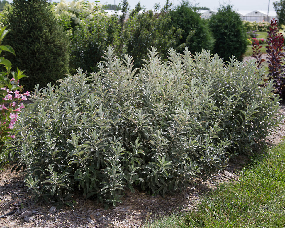 Salix 'Iceberg Alley'