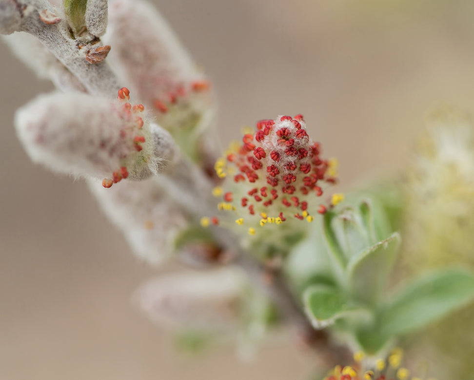 Salix 'Iceberg Alley'
