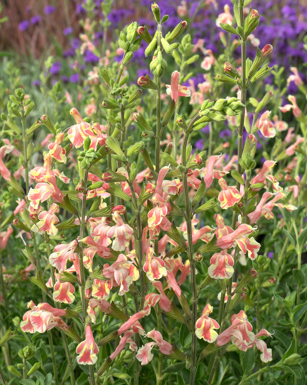 Salvia 'Belle de Loire'