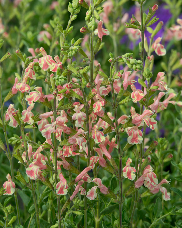 Salvia 'Belle de Loire'