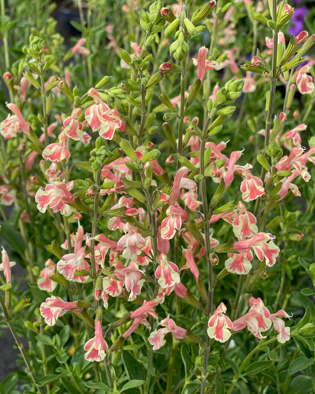 Salvia 'Belle de Loire'