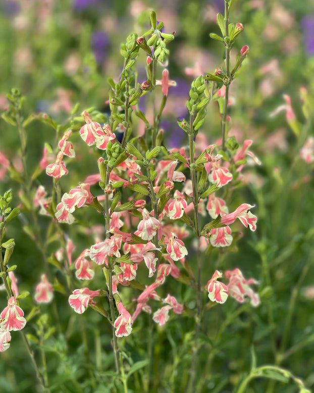 Salvia 'Belle de Loire'