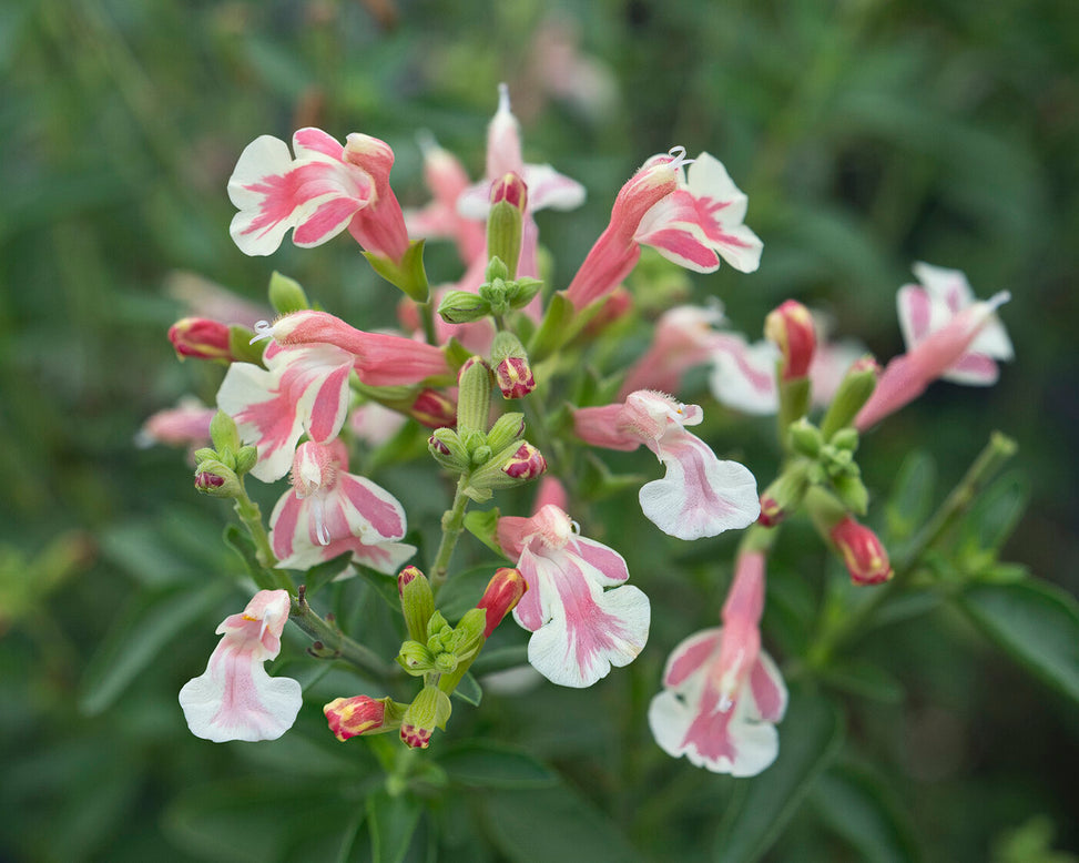 Salvia 'Belle de Loire'