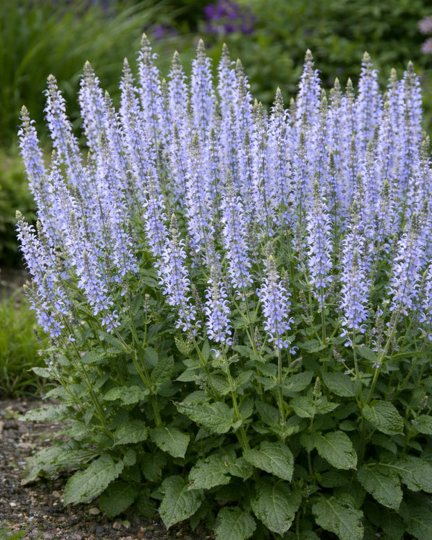 Salvia 'Crystal Blue'