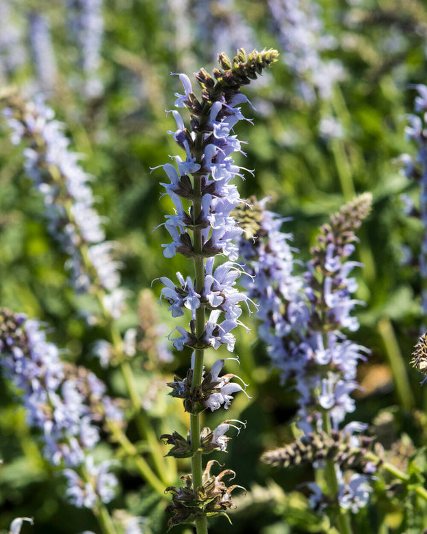 Salvia 'Crystal Blue'
