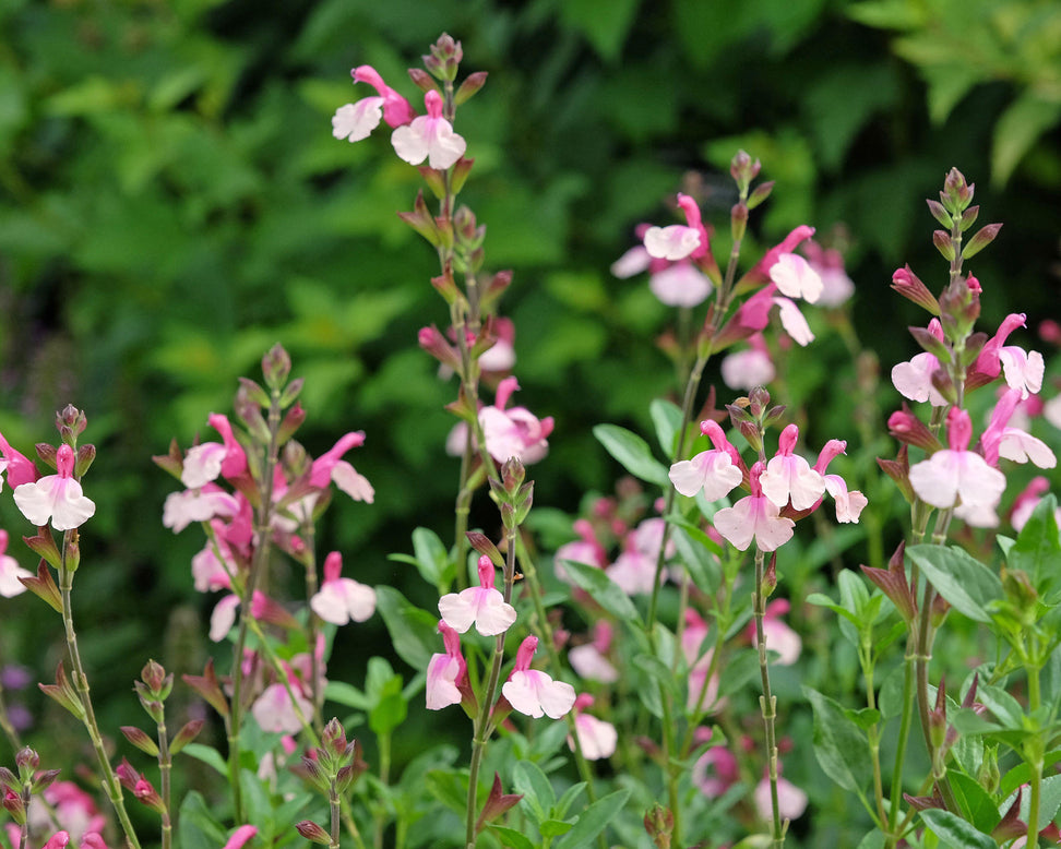 Salvia 'Delice Gold and Wine'