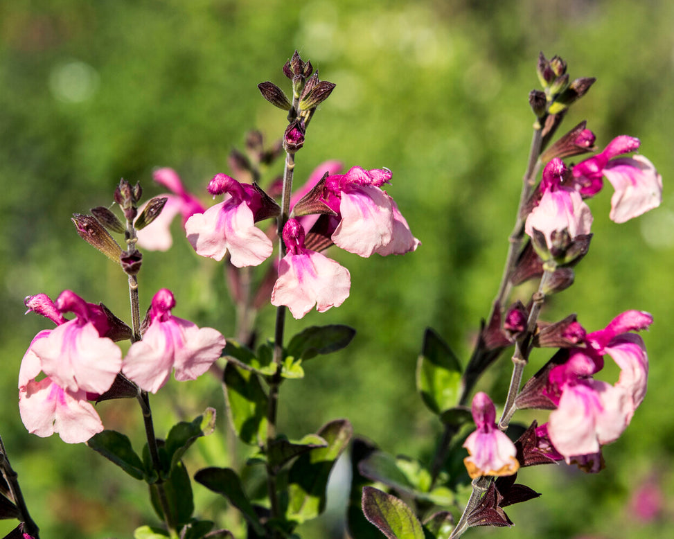 Salvia 'Delice Gold and Wine'