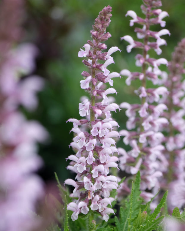 Salvia 'Feathers Flamingo'