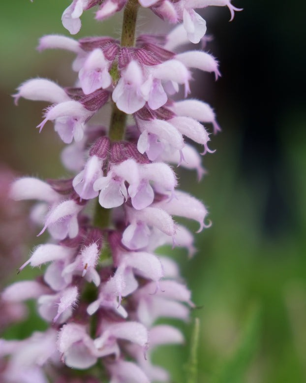 Salvia 'Feathers Flamingo'