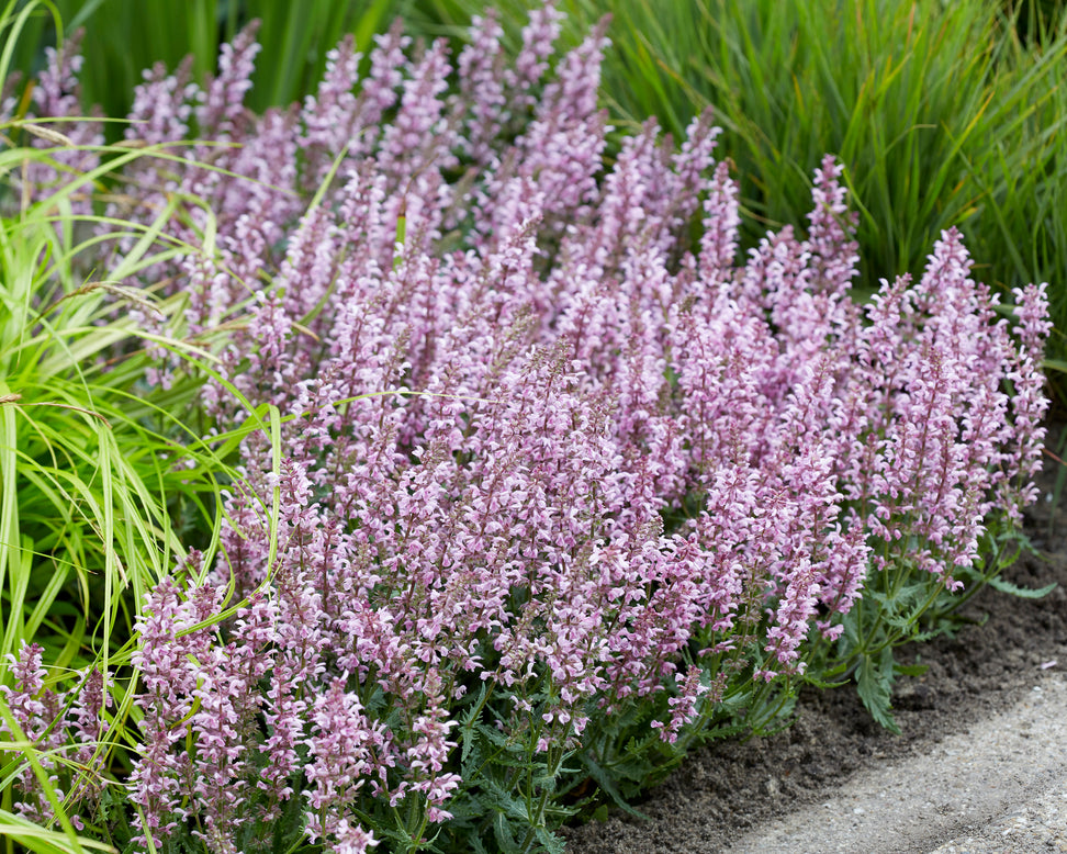 Salvia 'Feathers Flamingo'