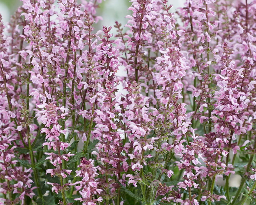 Salvia 'Feathers Flamingo'