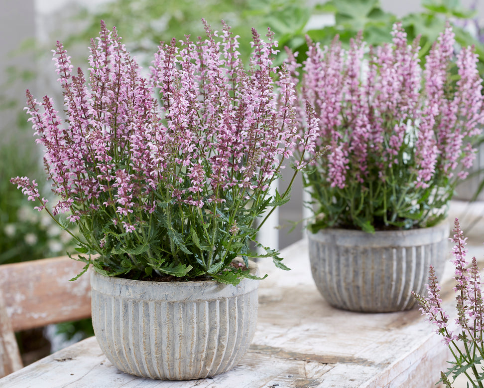Salvia 'Feathers Flamingo'