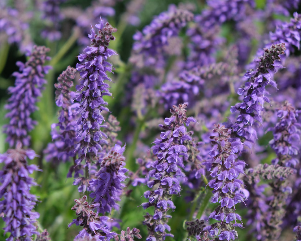 Salvia 'Feathers Peacock'