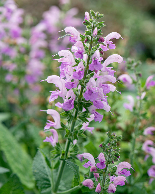 Salvia 'Lilac Lipstick'