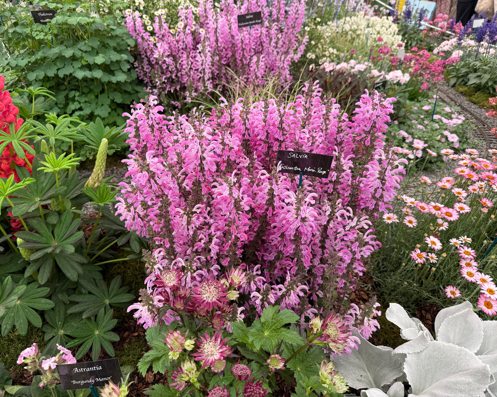 Salvia 'Moulin Rouge'