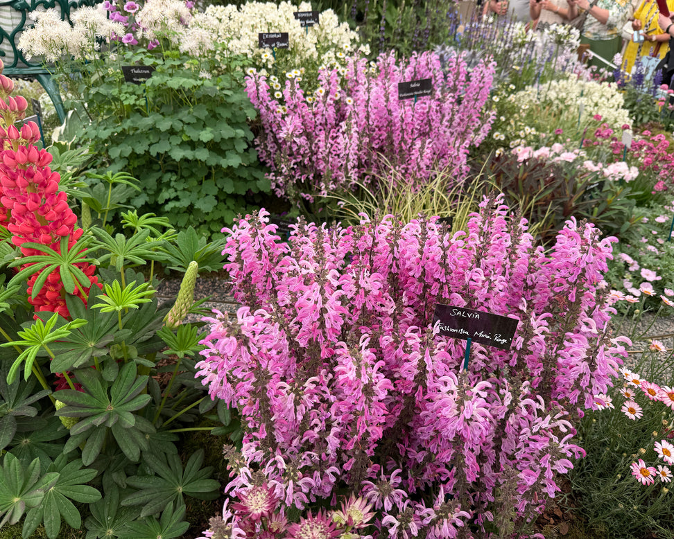 Salvia 'Moulin Rouge'