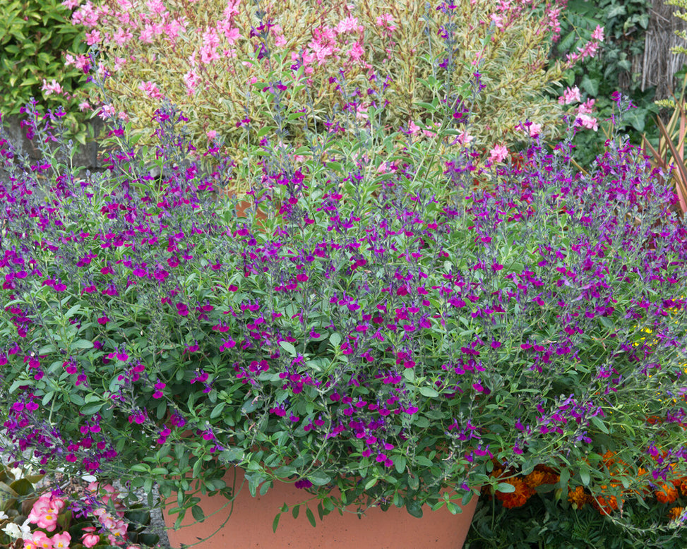 Salvia 'Violette de Loire'