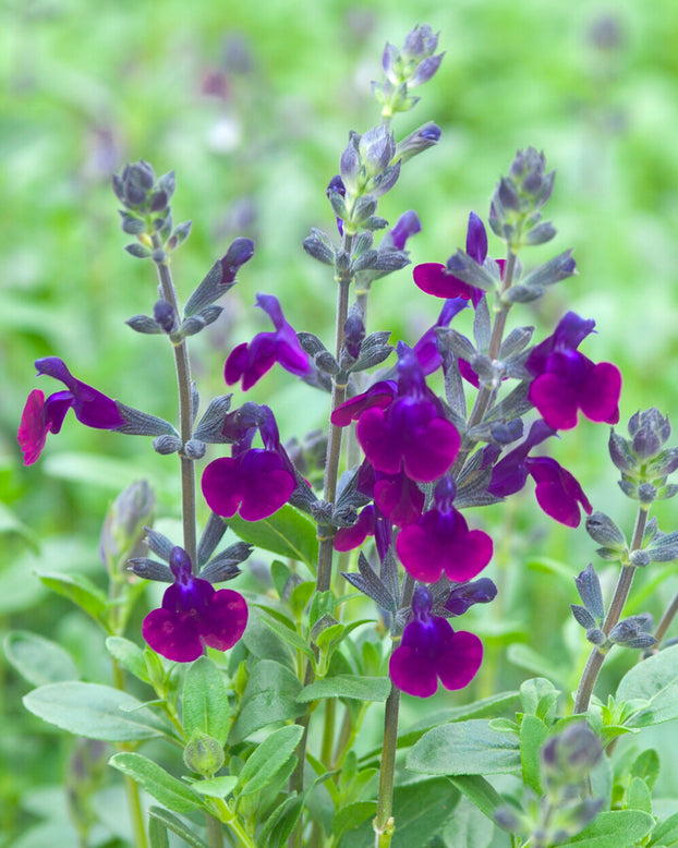Salvia 'Violette de Loire'