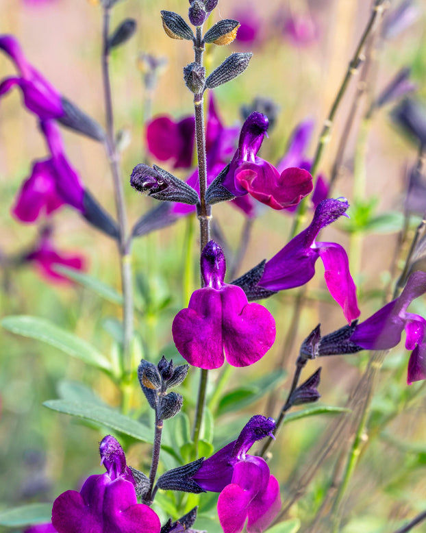 Salvia 'Violette de Loire'