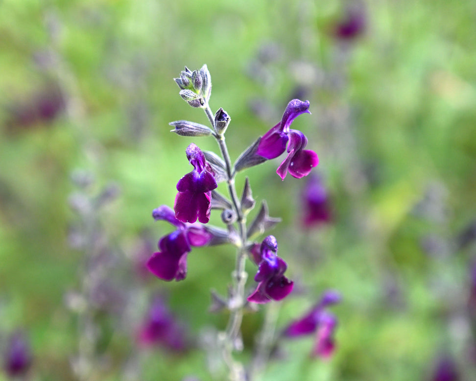 Salvia 'Violette de Loire'