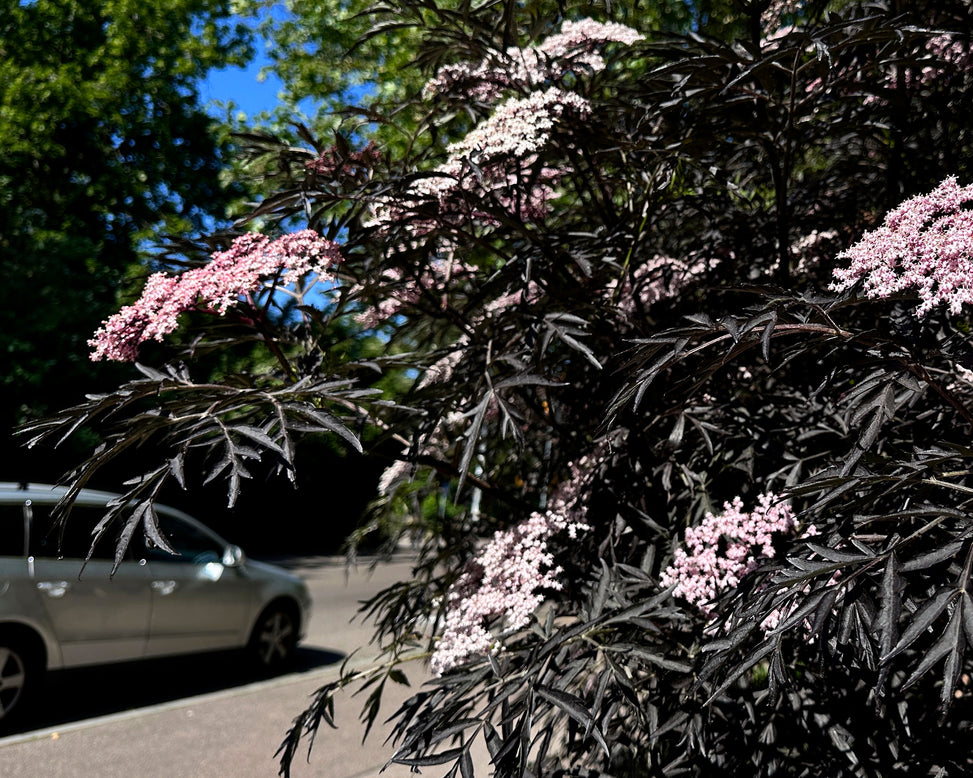 Sambucus 'Black Beauty'