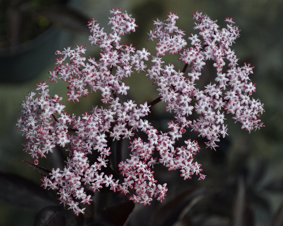 Sambucus 'Black Tower'