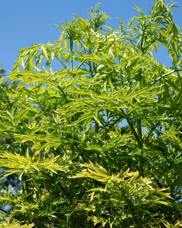 Sambucus 'Golden Tower'