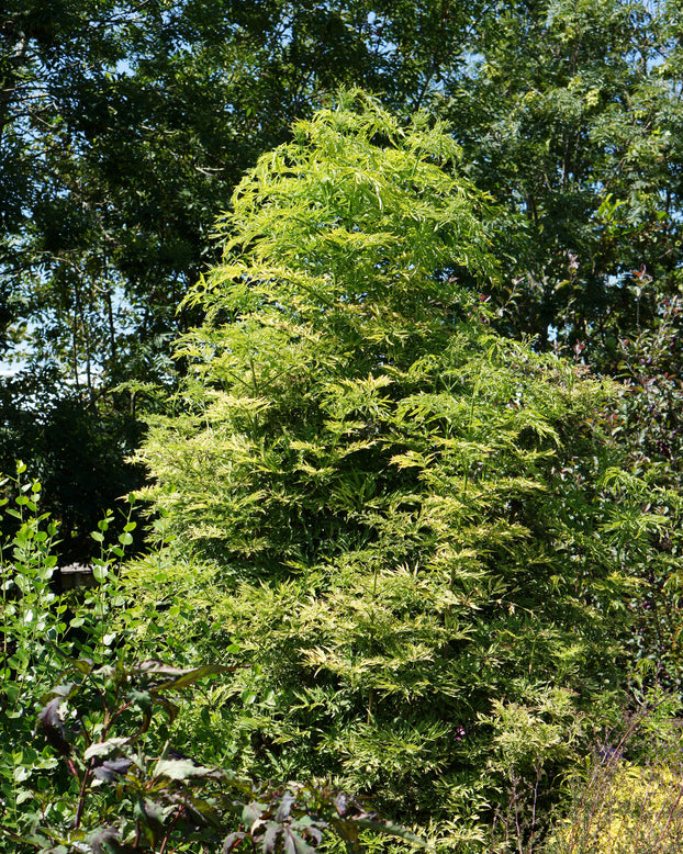 Sambucus 'Golden Tower'