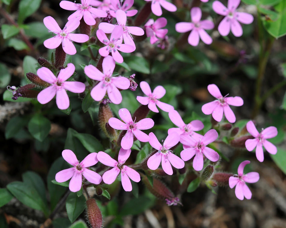 Saponaria ocymoides