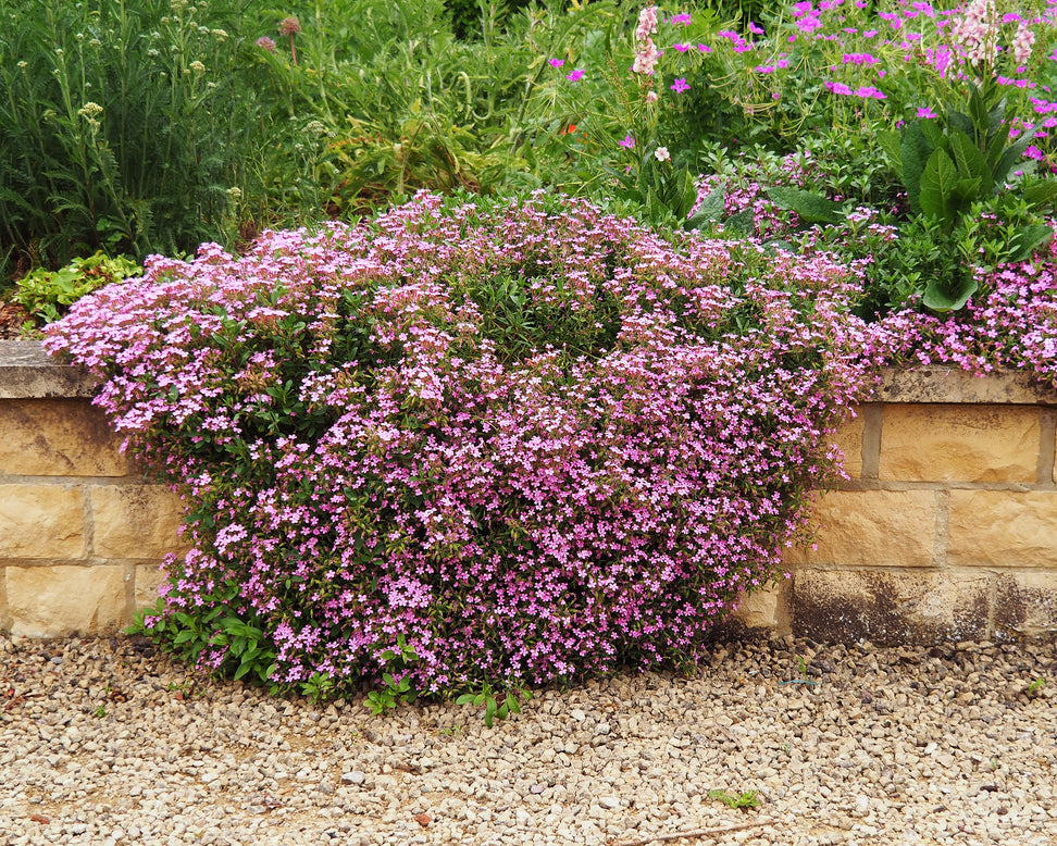 Saponaria ocymoides