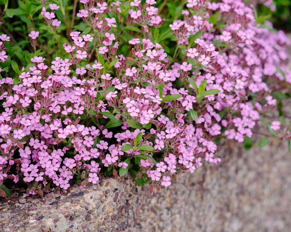 Saponaria ocymoides