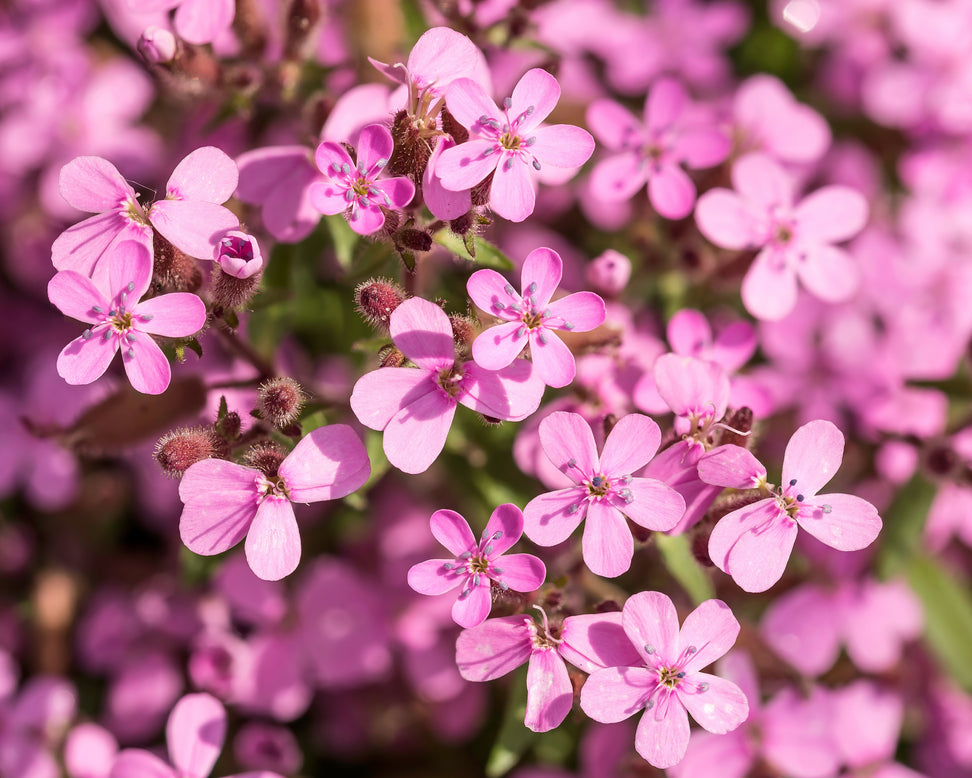 Saponaria ocymoides