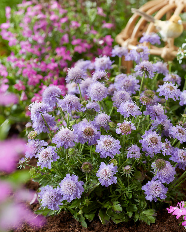 Scabiosa 'Blue Eyes'
