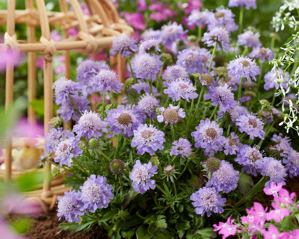 Scabiosa 'Blue Eyes'