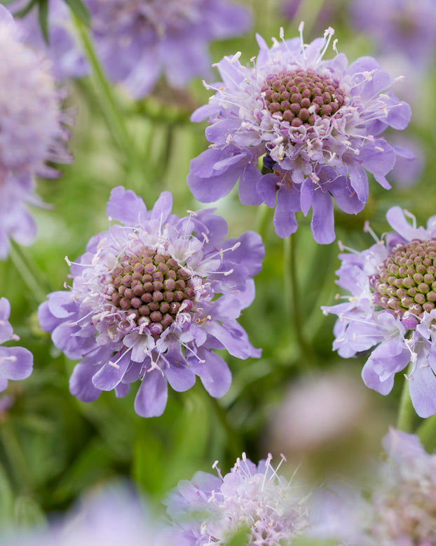 Scabiosa 'Blue Eyes'