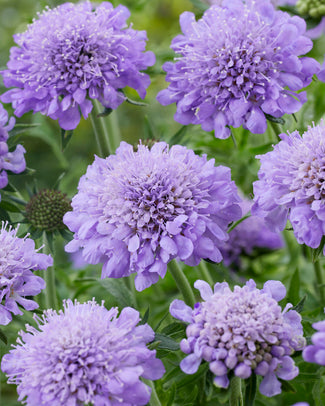 Scabiosa 'Kudo Blue' Scabiosa 'Kudo Blue'