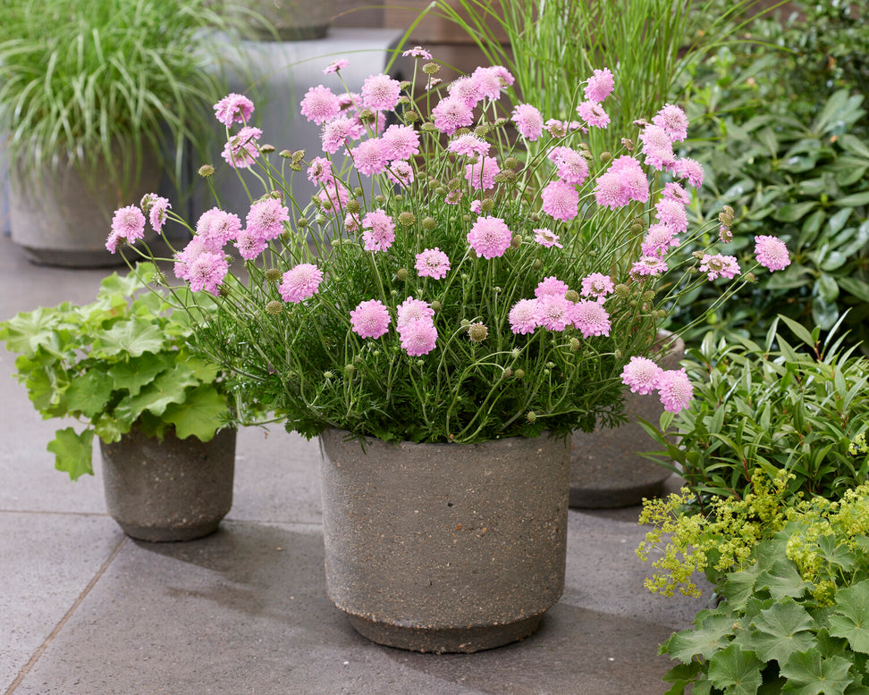 Scabiosa 'Kudo Pink'